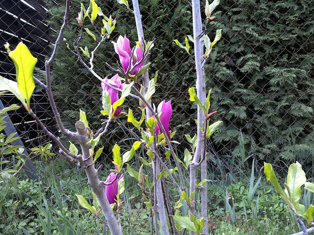 Akacfa Hortenzia Apartman Zalakaros Bagian luar foto